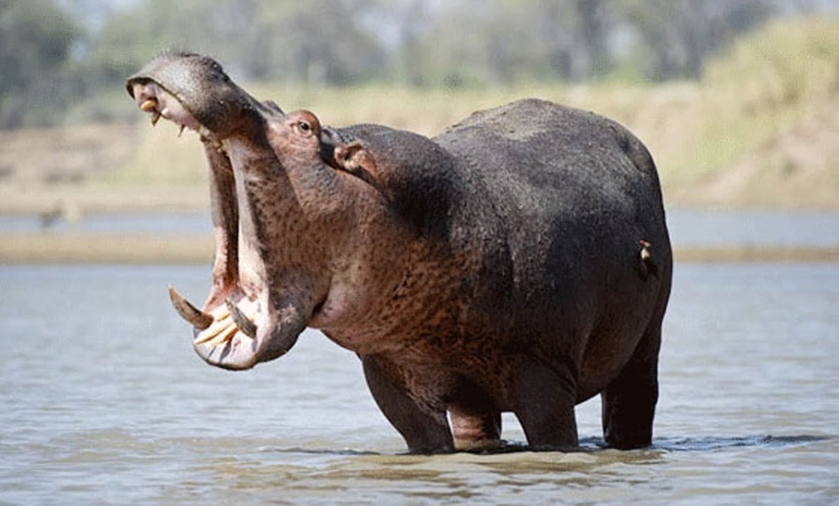 Nhung su that thu vi ve ha ma hinh anh