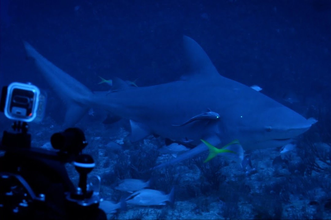 Tho lan cham tran ca map bo dai 2,7 m hinh anh