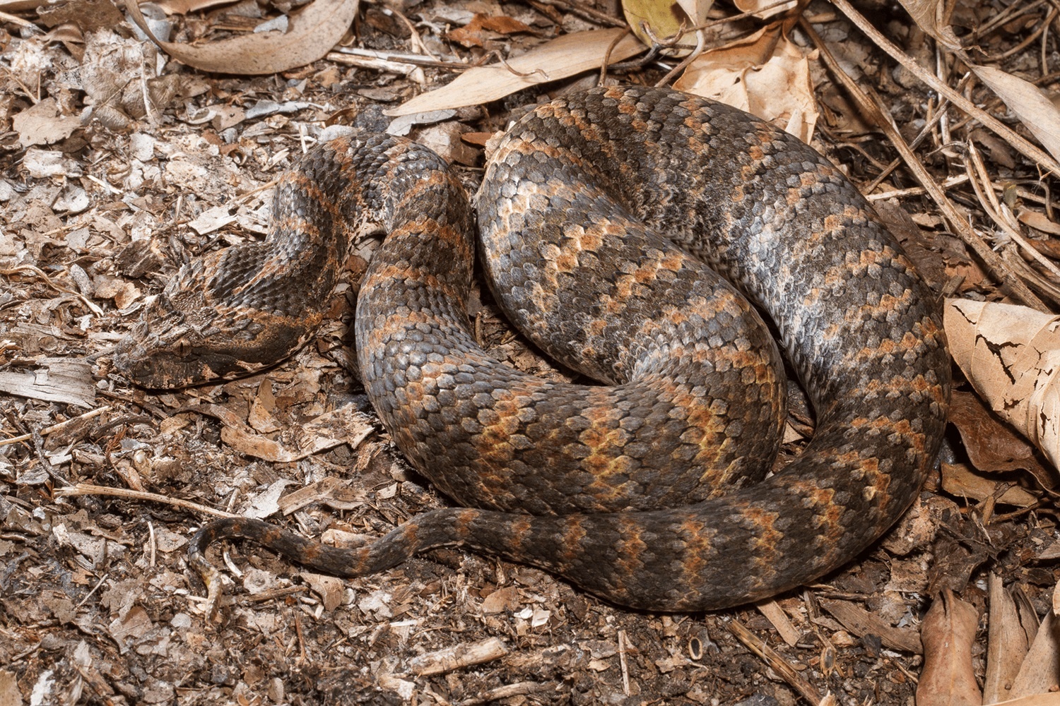 Ran doc an nap tan cong con moi nhanh nhu chop hinh anh