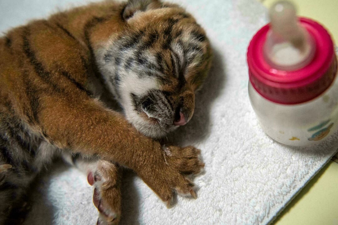 Ho Bengal quy hiem chao doi tai vuon thu Nicaragua hinh anh