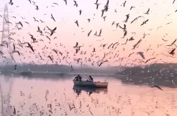 Hang nghin con mong bien bay luon quanh thuyen du khach hinh anh