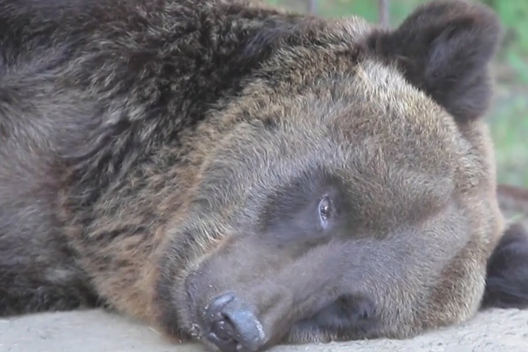 Gau nau duoc giai cuu sau hon 17 nam bi giam cam hinh anh