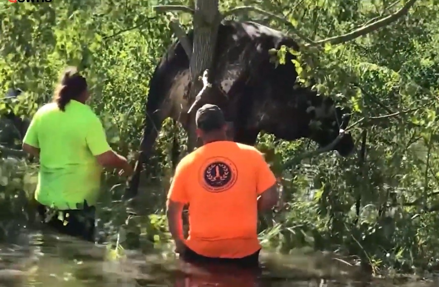 Bo me bi cuon len cay trong sieu bao Ida hinh anh