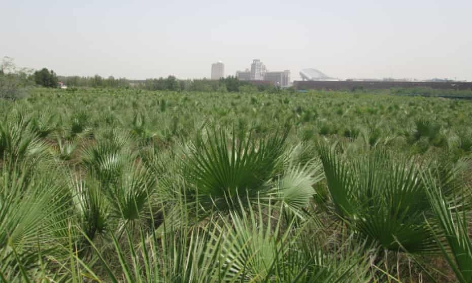 Du lịch Dubai ảnh 2 Du lich Dubai anh 2