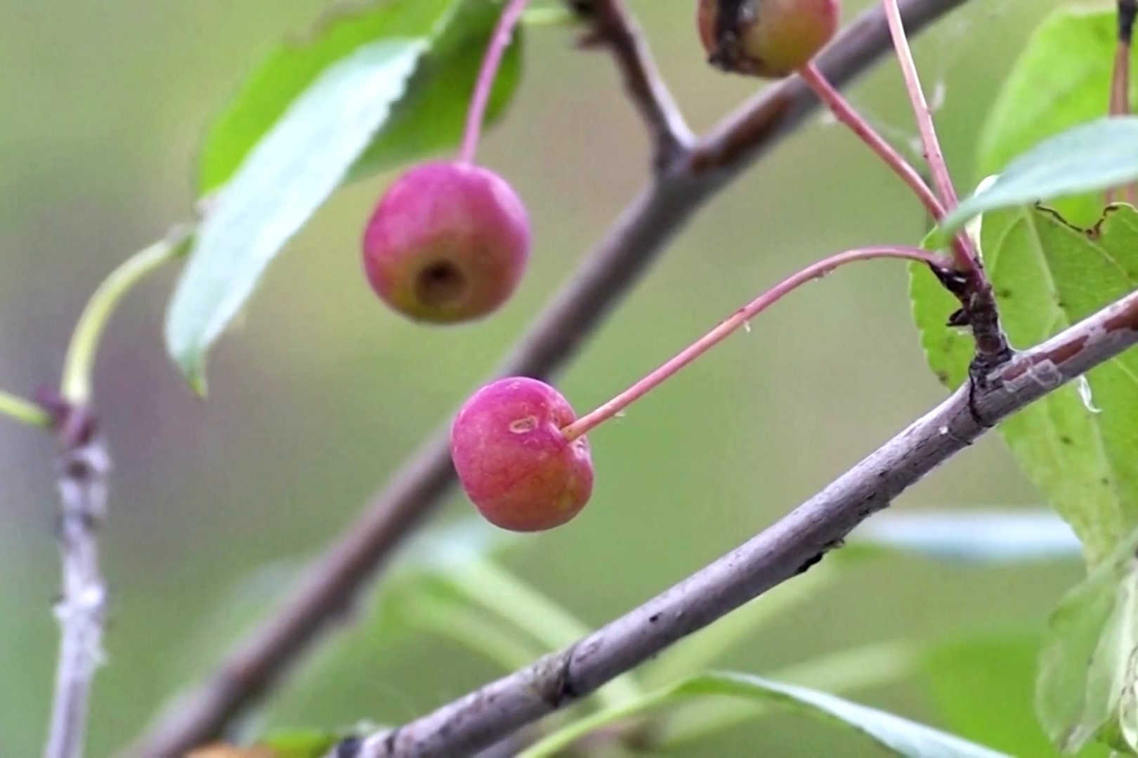 Loai tao nho bang vien ngoc trai hinh anh