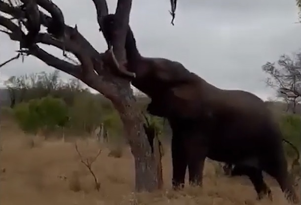 Voi huc do than cay lon truoc xe du khach hinh anh