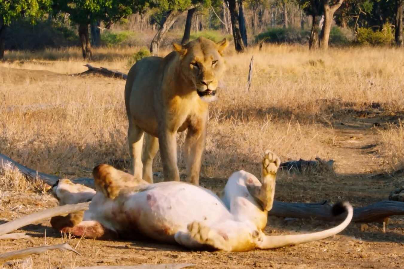 Nghe thuat tan tinh con duc cua su tu cai hinh anh