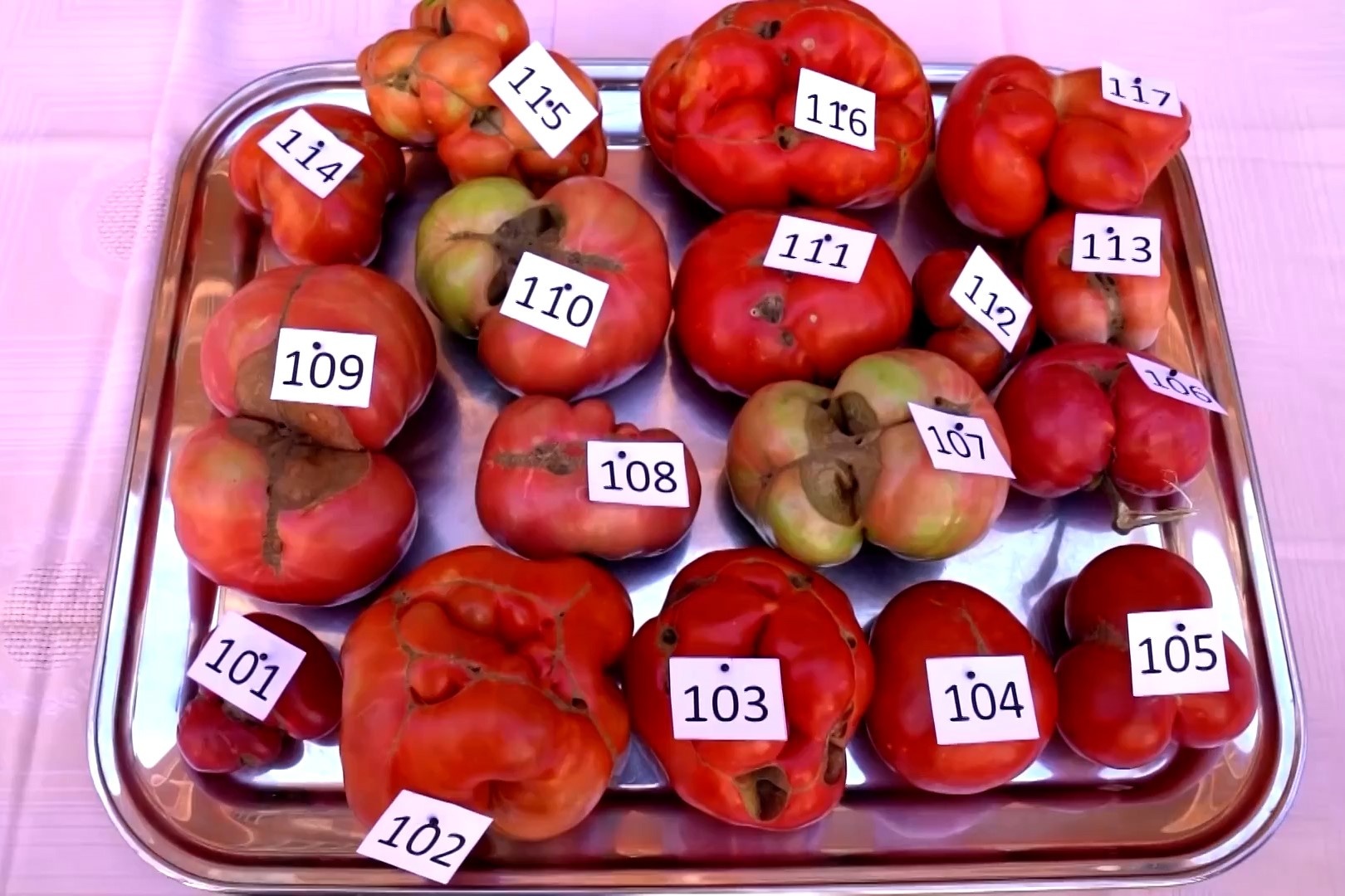 Cuoc thi tim qua ca chua xau nhat o Tay Ban Nha hinh anh