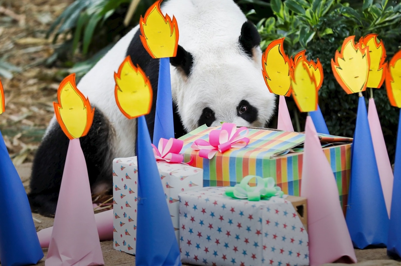 Vuon thu Singapore to chuc tiec tiet lo gioi tinh cho gau truc con hinh anh