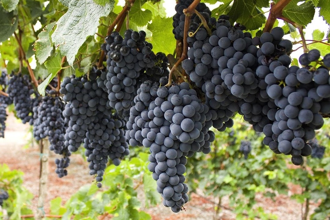 Ky thuat trong nho cua nguoi Nhat hinh anh