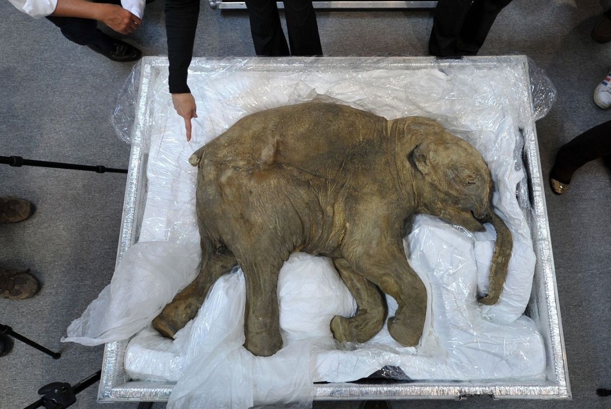 Ke hoach hoi sinh voi ma mut hinh anh