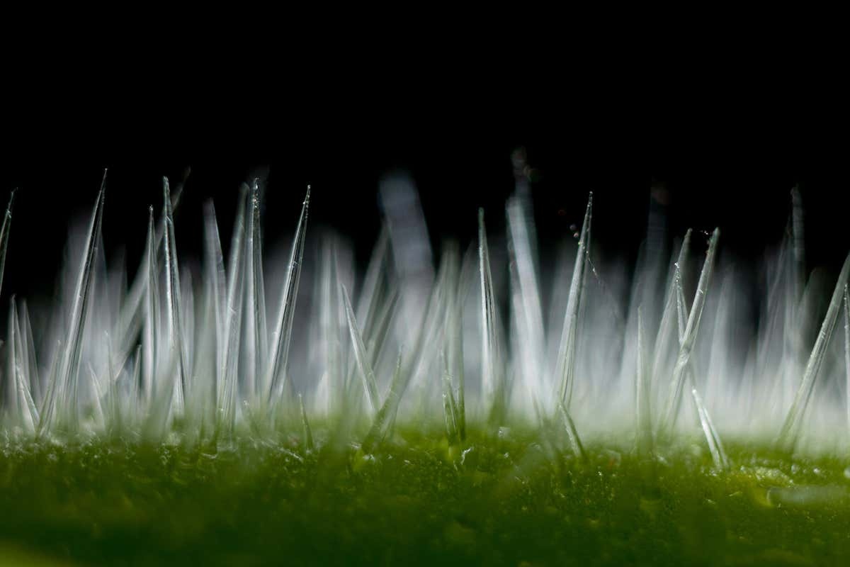 Loai cay o Australia co doc gay dau don hang nam troi hinh anh