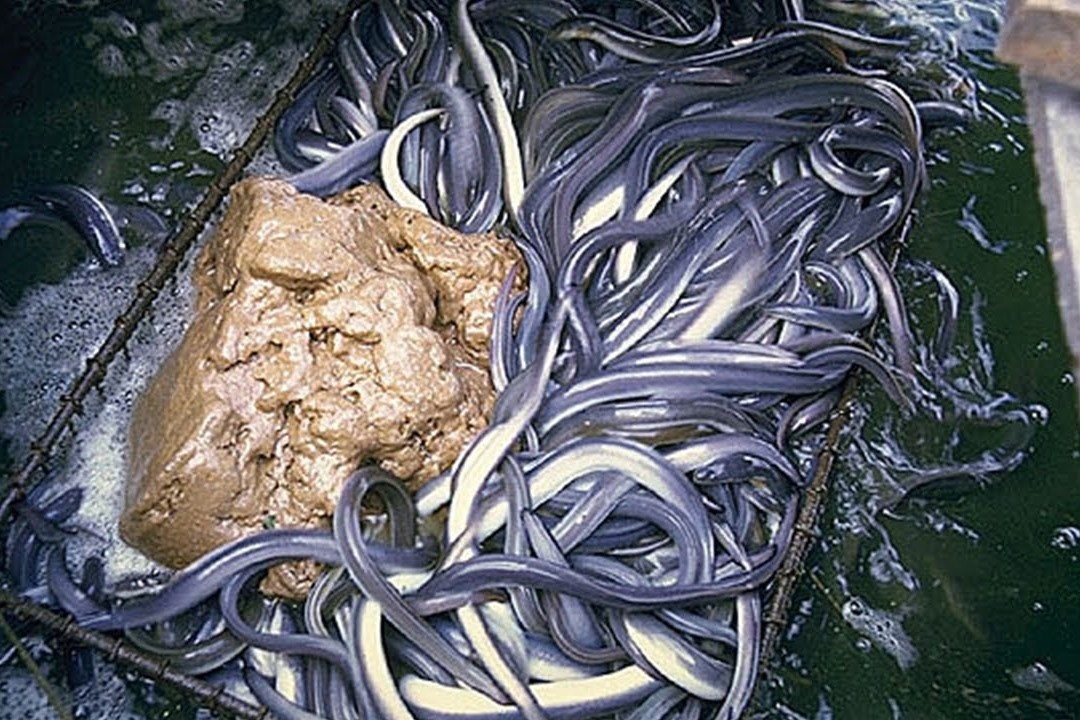 Trang trai nuoi luon o Nhat Ban hinh anh