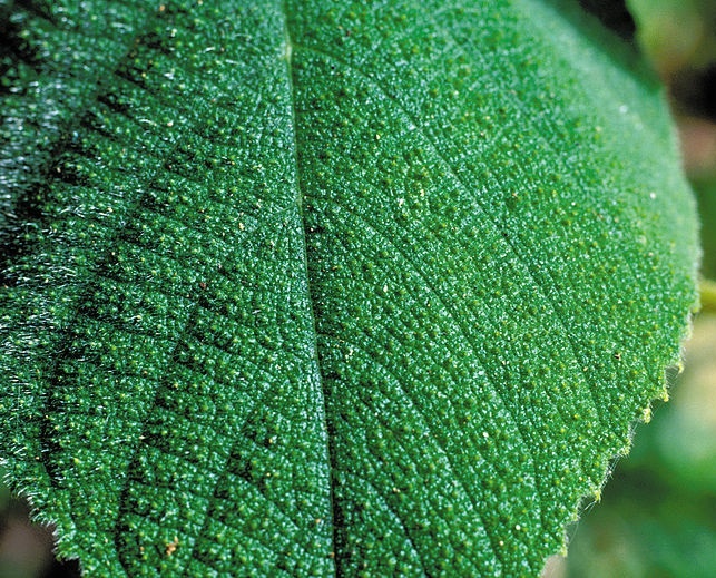 Cây độc gây đau đớn ảnh 3 Cay doc gay dau don anh 3