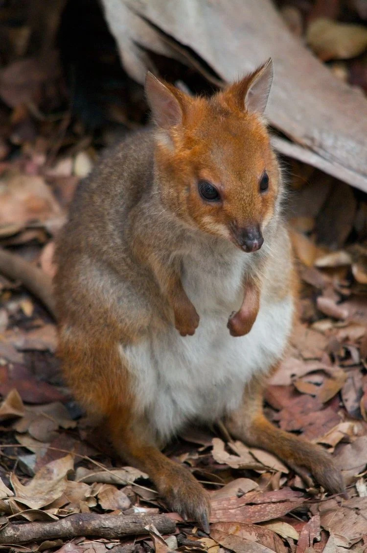 Cây độc gây đau đớn ảnh 7 Cay doc gay dau don anh 7