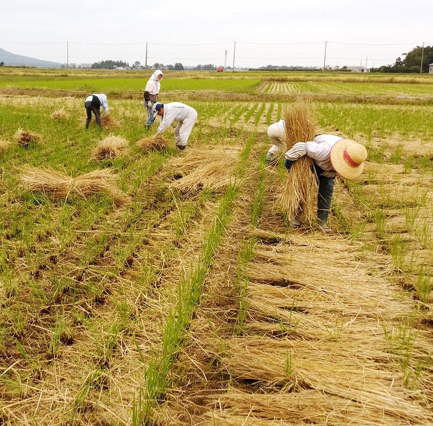 Lễ hội rơm ở Nhật ảnh 7 Le hoi rom o Nhat anh 7