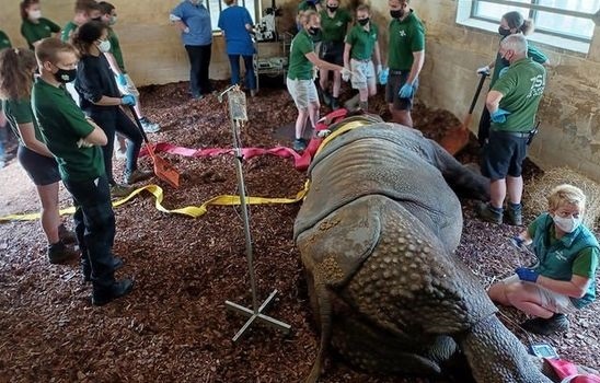 Vuon thu Anh phau thuat mat cho te giac khong lo hinh anh