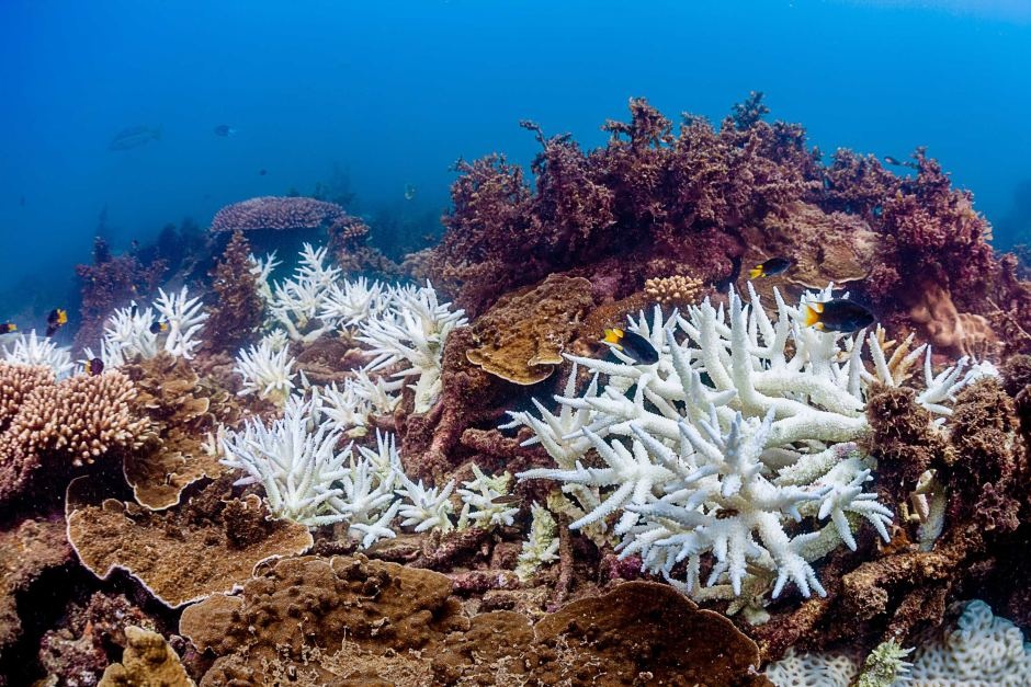 San hô chết ảnh 3 San ho chet anh 3