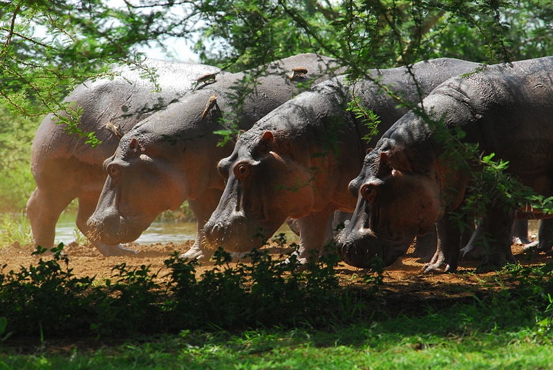 6 khu bao ton dong vat hap dan du khach tren the gioi hinh anh