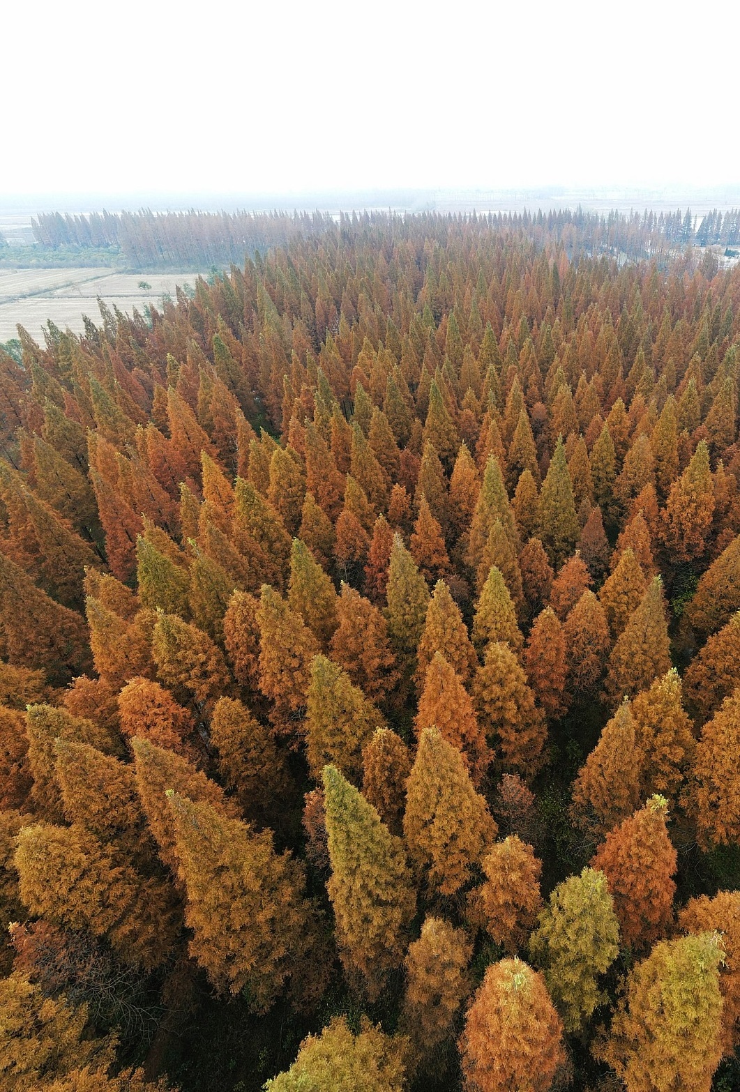 Mua thu la do anh 10