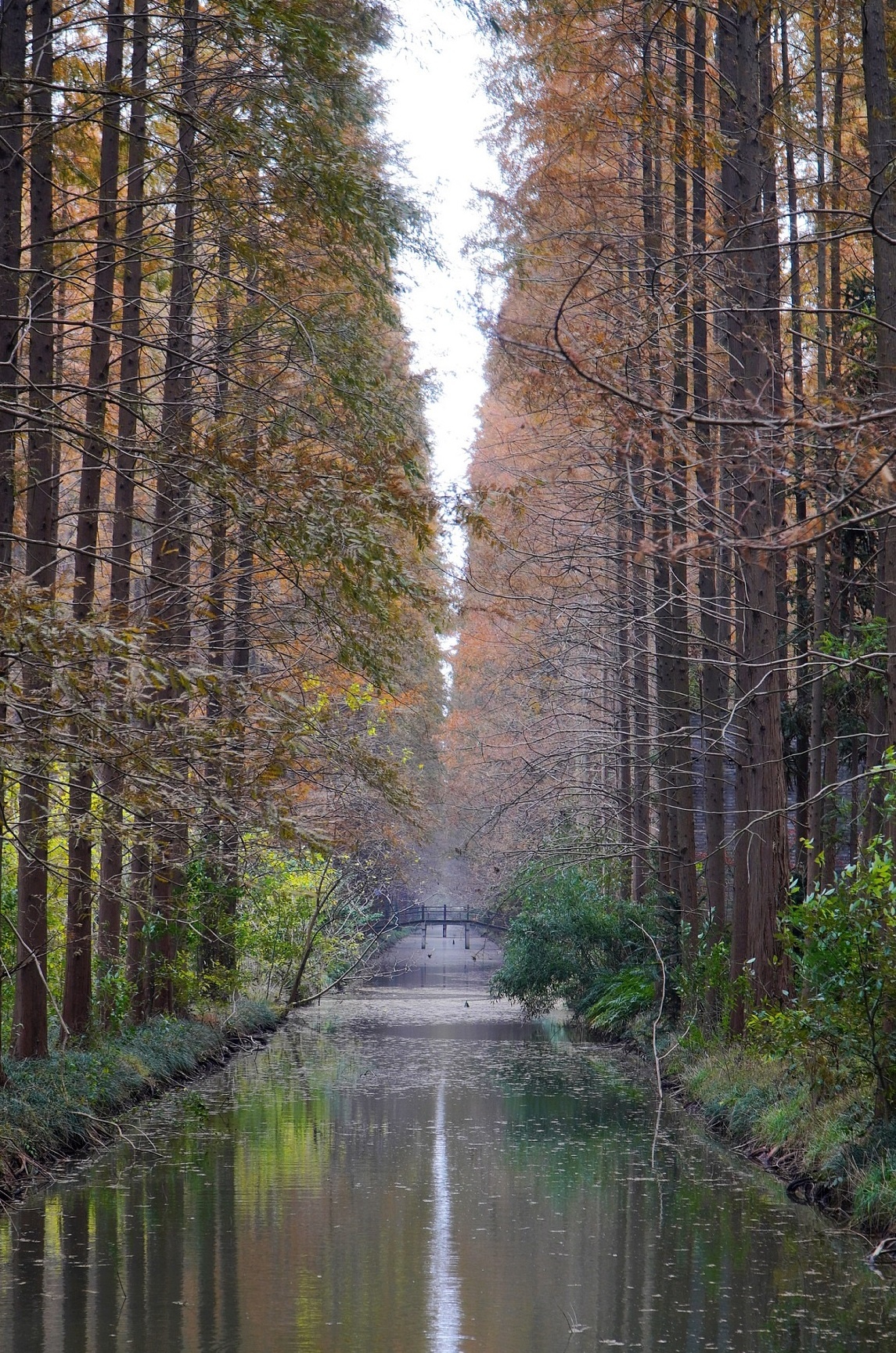 Mua thu la do anh 11