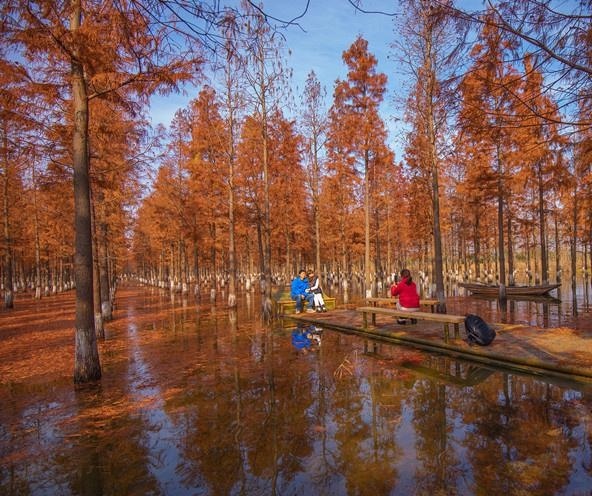 Mua thu la do anh 12