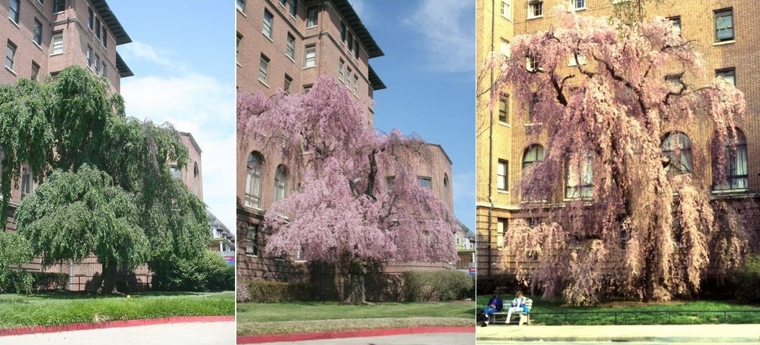 Cay anh dao cua trum mafia anh 7