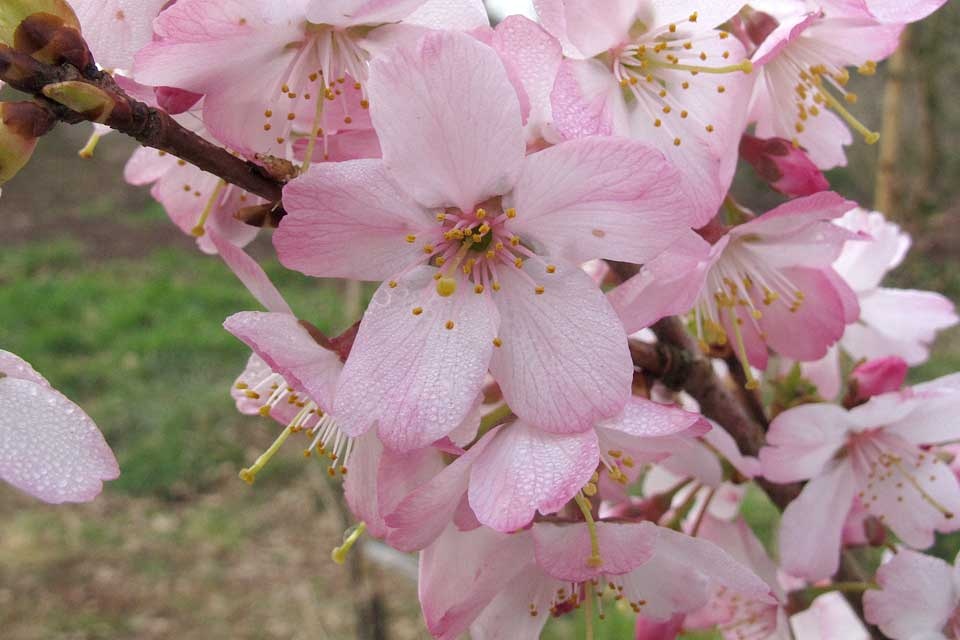 Cay anh dao cua trum mafia anh 13