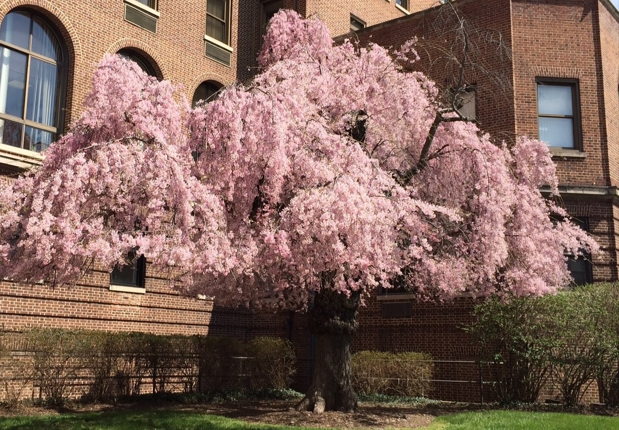 Cay anh dao cua trum mafia Al Capone hinh anh