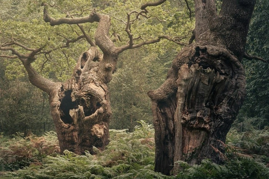 Nhung canh rung co dai huyen ao o Anh hinh anh