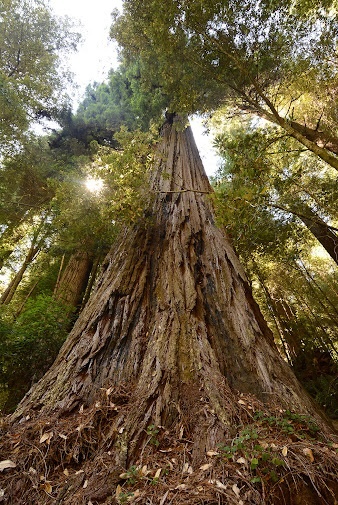 Hyperion ảnh 5 Hyperion anh 5