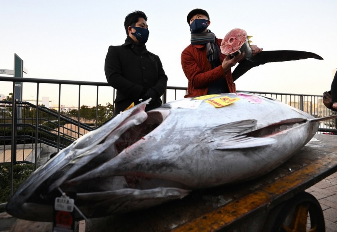 Ca ngu nang 211 kg dat nhat cuoc dau gia dau nam hinh anh