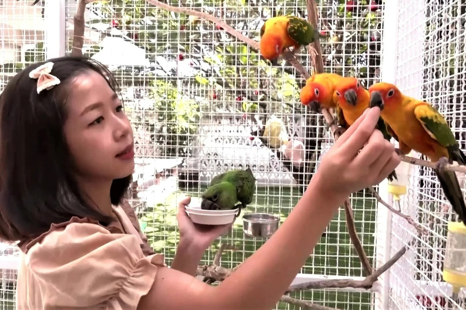 Quan ca phe co hon 100 con chim o Bangkok hinh anh