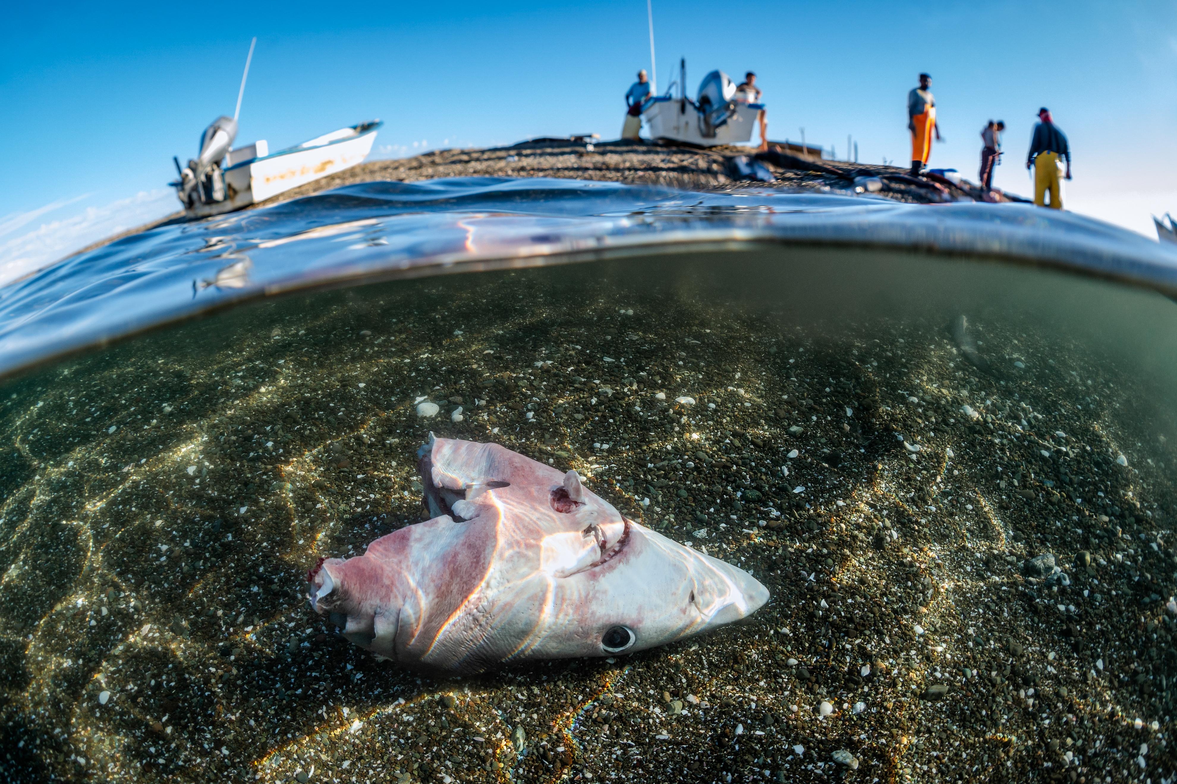 giai nhiep anh duoi nuoc 2022 anh 8