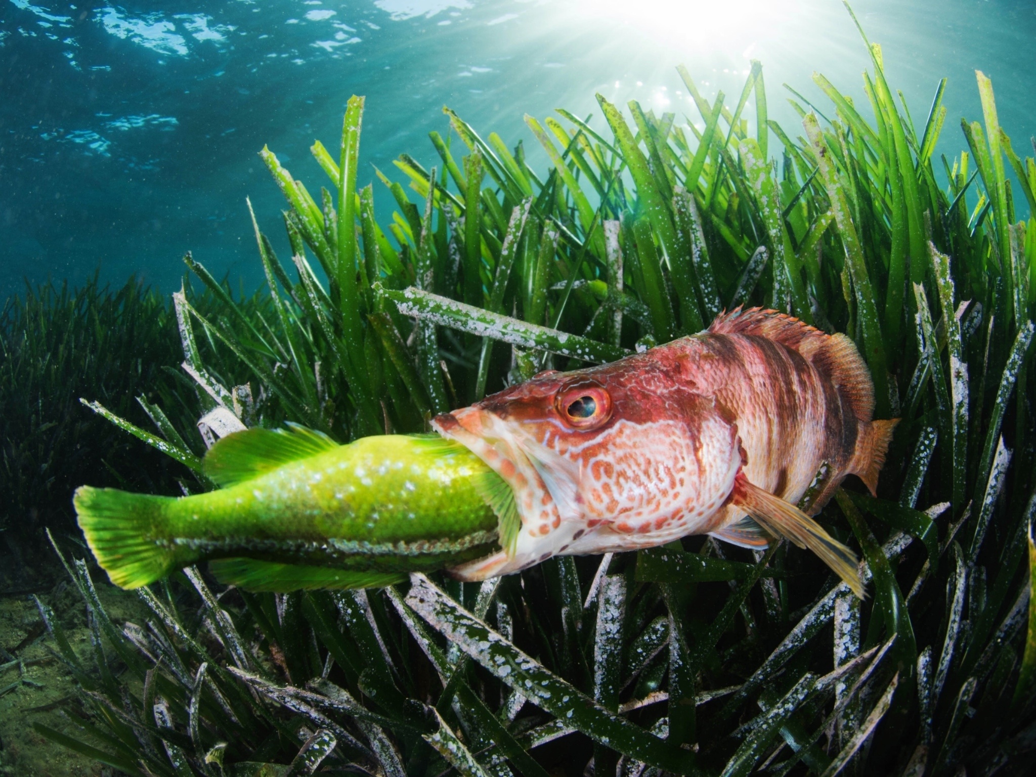 giai nhiep anh duoi nuoc 2022 anh 4