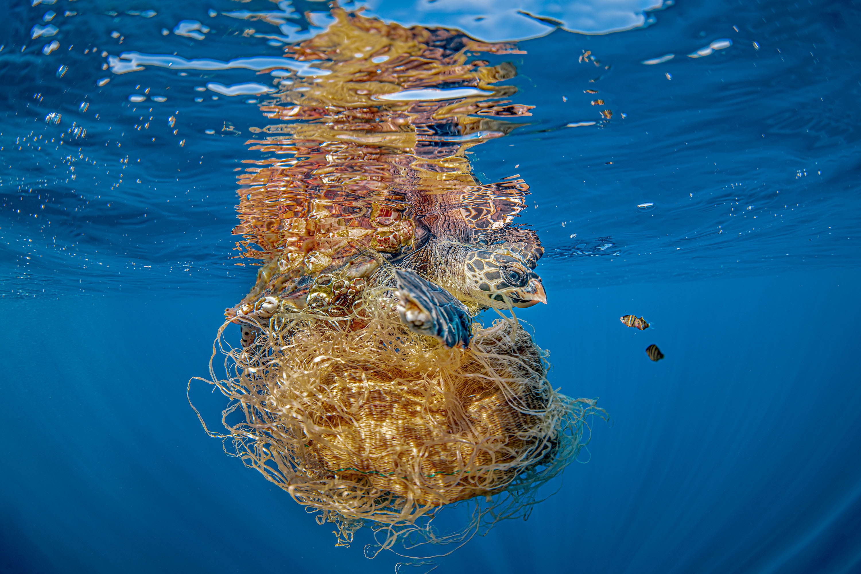 giai nhiep anh duoi nuoc 2022 anh 5