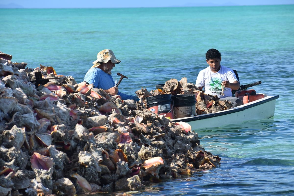 Quan dao Virgin anh 3