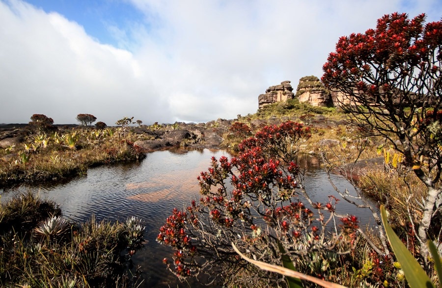 Núi Roraima  ảnh 4 Nui Roraima anh 4