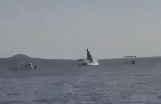 Ca voi lung gu roi vao thuyen lam hai du khach bi thuong hinh anh