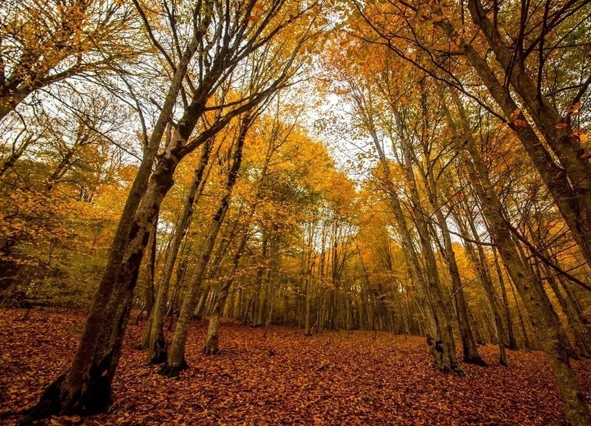 Rừng cổ xưa nhất ảnh 11 Rung co xua nhat anh 11