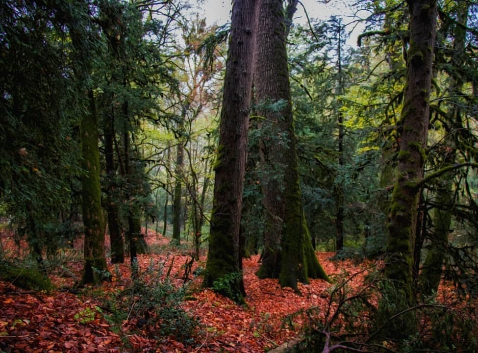 Rừng cổ xưa nhất ảnh 12 Rung co xua nhat anh 12