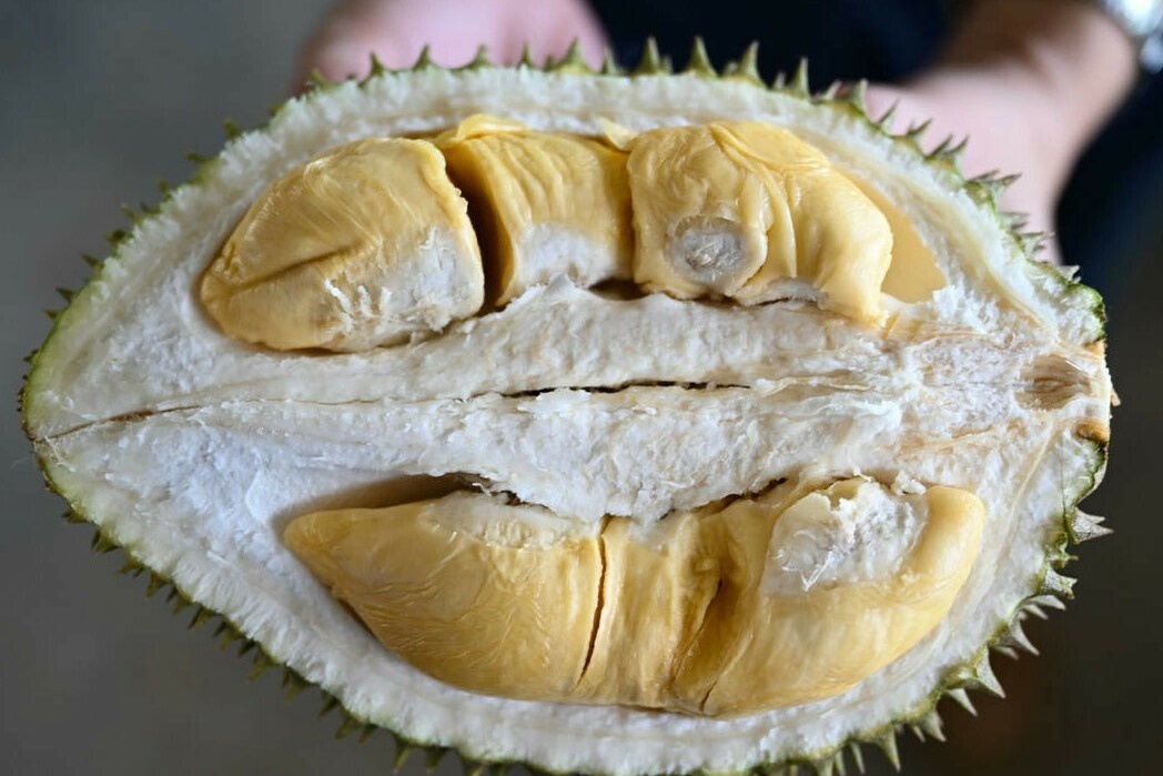 Trong sau rieng cong nghe cao o Malaysia hinh anh