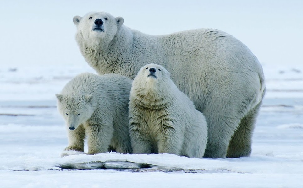 Gau Bac Cuc tim an phe lieu khi thoi tiet thay doi hinh anh