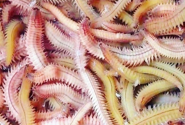 Dac san khong phai du khach nao cung dam thu hinh anh