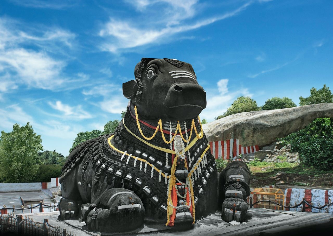 tuong dong vat khong lo anh 5