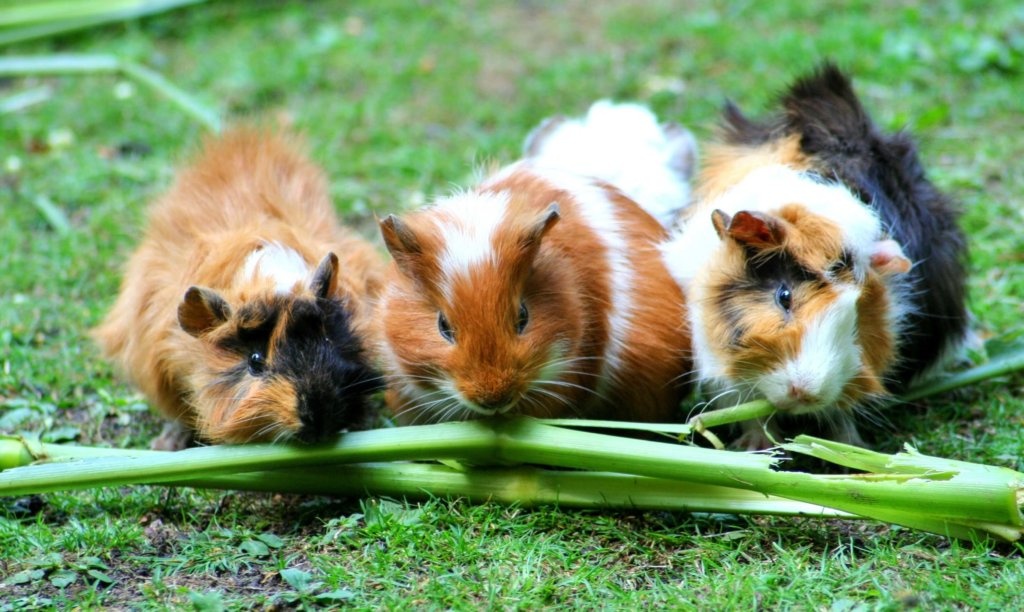 Dac san chuot lang anh 11