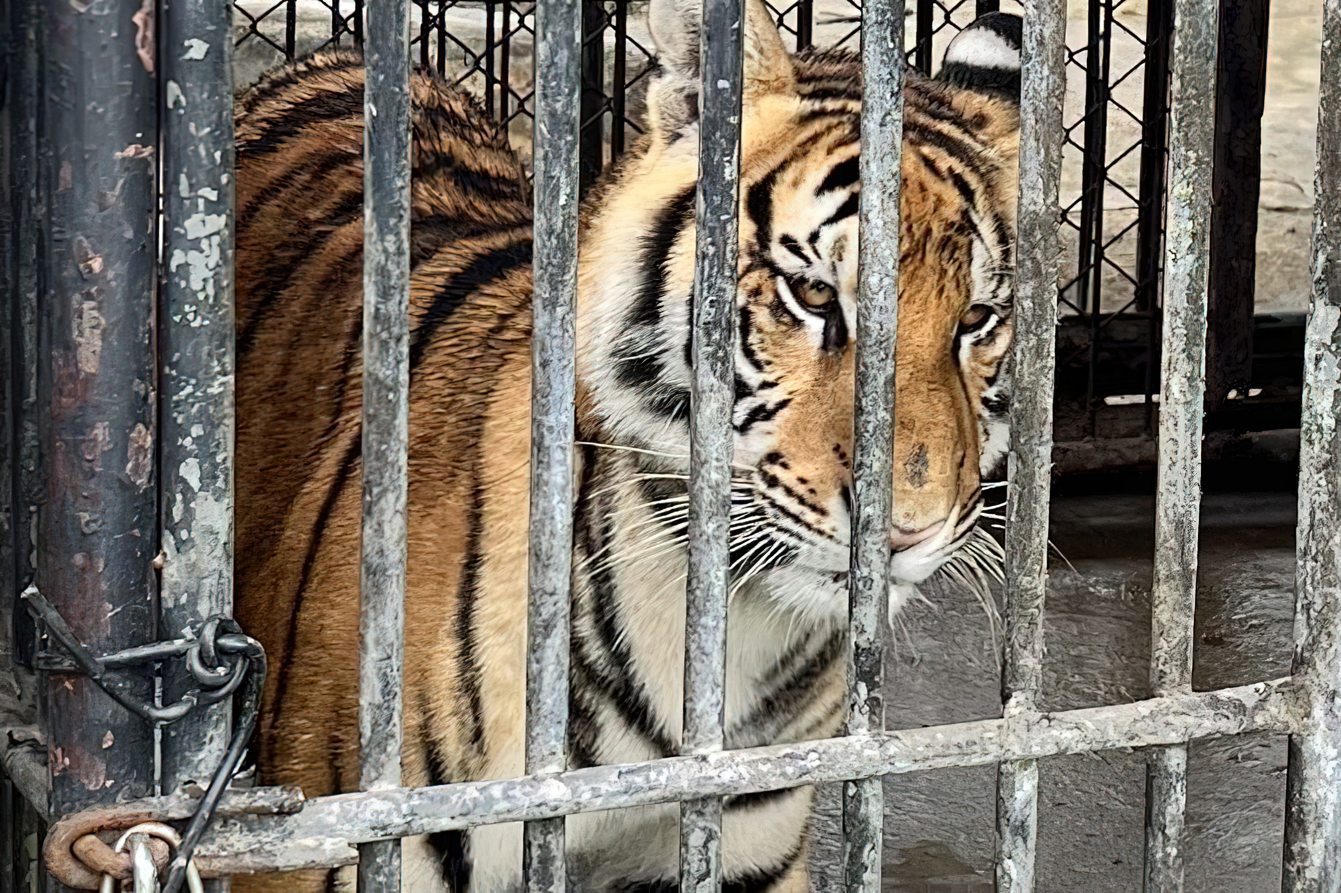 Thieu du khach, ho va gau duoc giai cuu tai so thu Phuket hinh anh