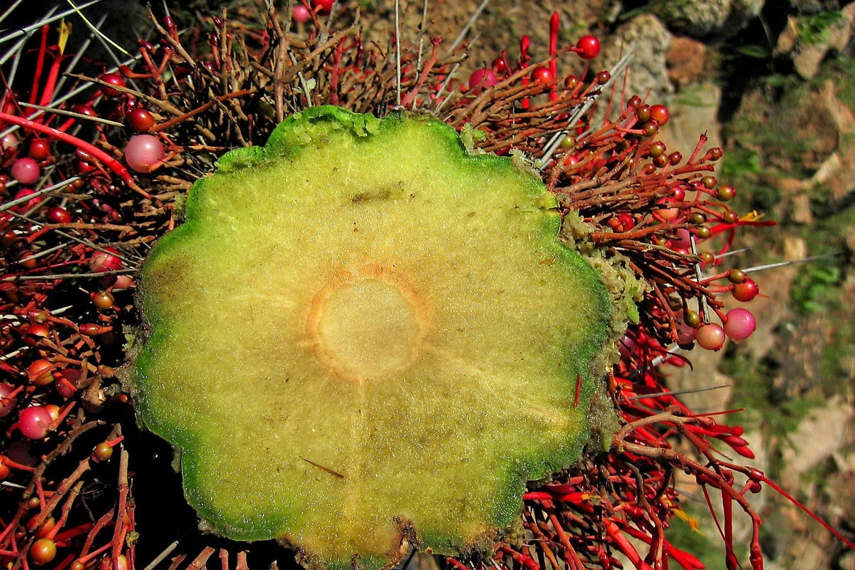 Giai ma cay tam gui hinh anh