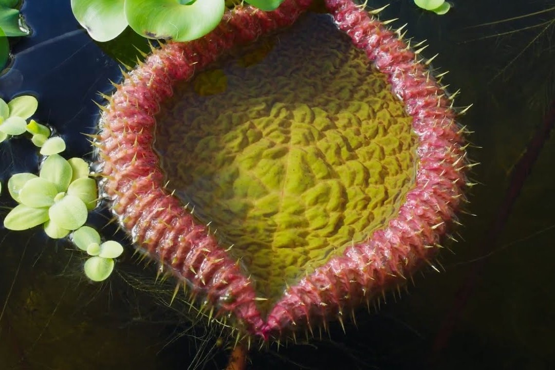 Loai hoa sung duoc menh danh 'bao chua vuc sau' hinh anh