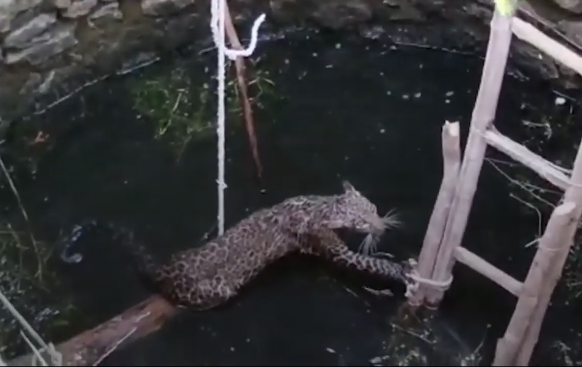 Giai cuu bao gam roi xuong gieng o An Do hinh anh